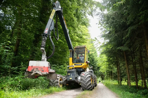 Nadelwaldbestand im Schweizer Wald